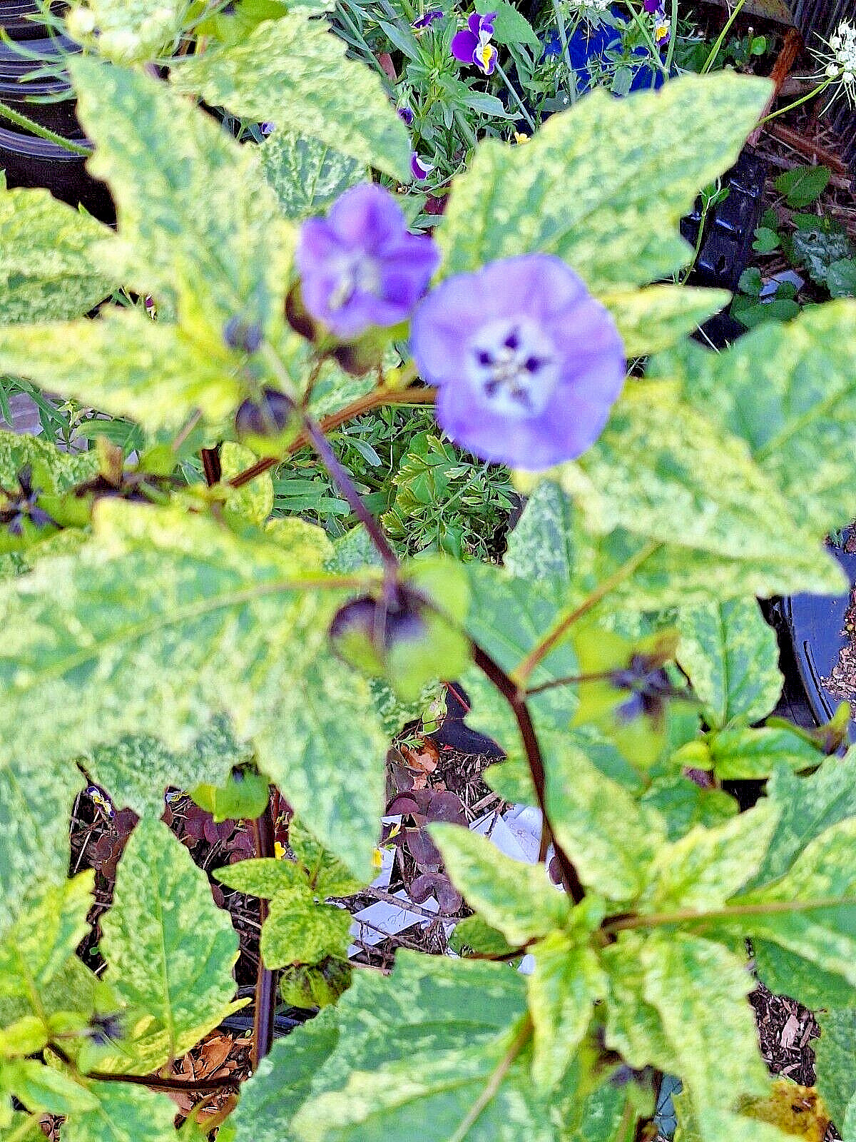 NICANDRA SPLASH OF CREAM 75 SEEDS, SHOO-FLY PLANT, NICANDRA PHSALODES VAR.