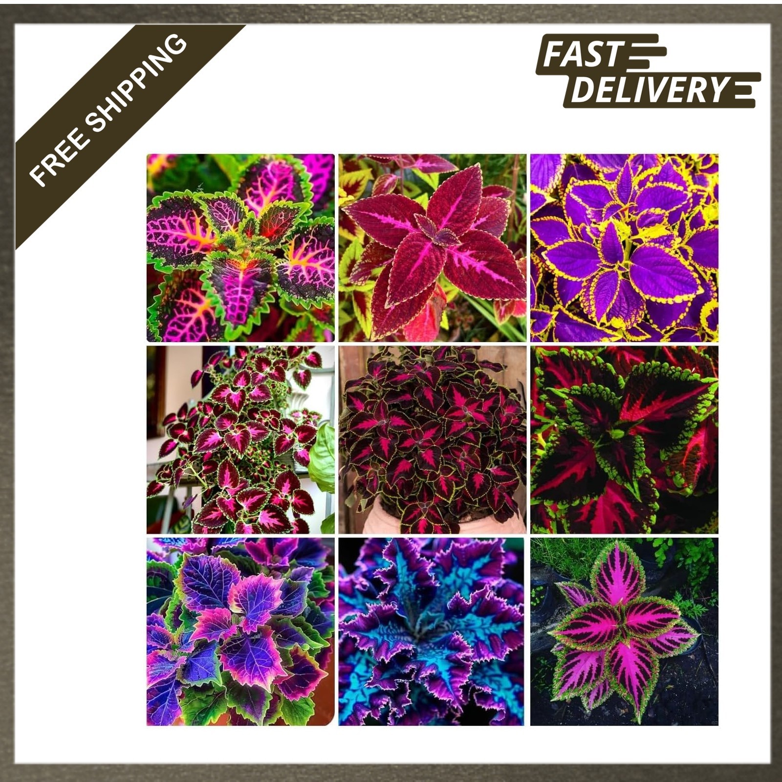 150 Coleus Seeds Rainbow Mix, Annual Easy Grow, Indoor Outdoor, Compact