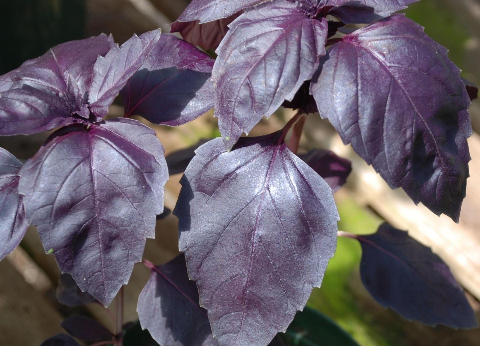 Basil Herb Seeds- Purple Dark Opal- 200+ Seeds $1.69 Max Shipping/order