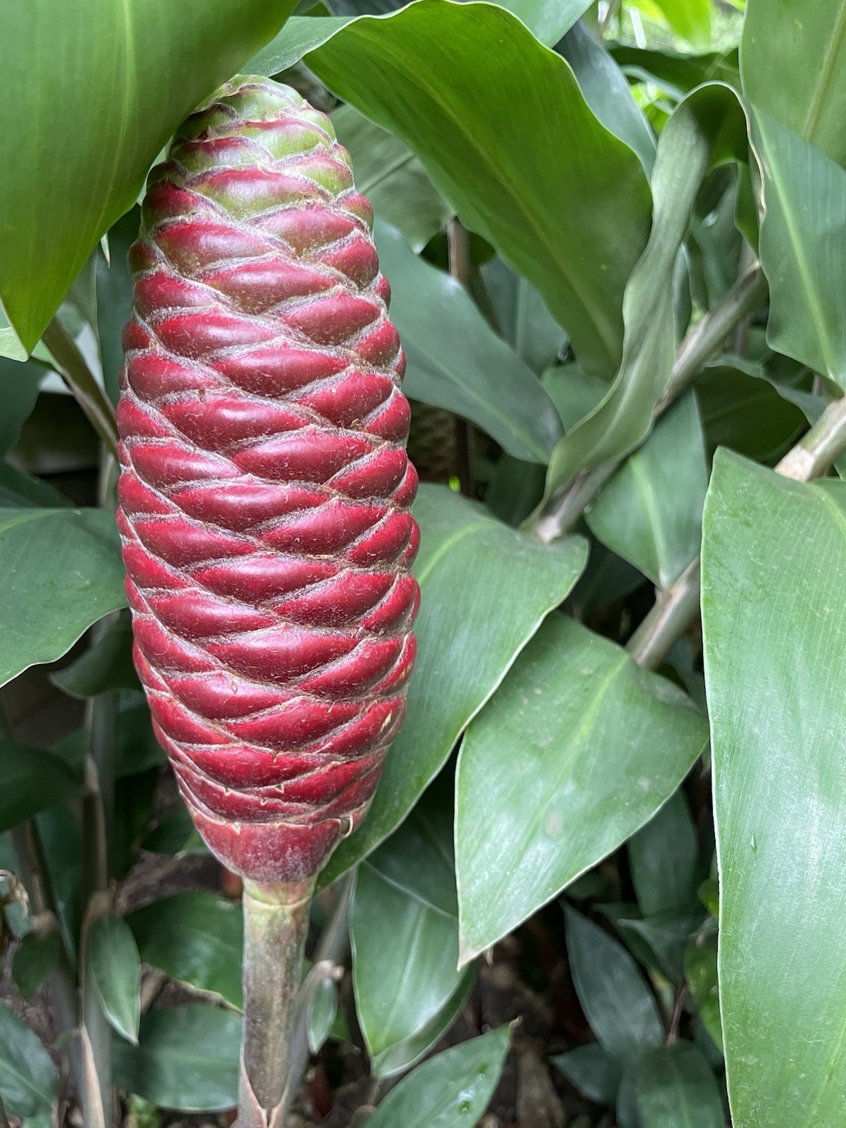 10 HAWAII GROWN Red Shampoo Ginger Rhizomes Zingiber Zerumbet Awapuhi Organic