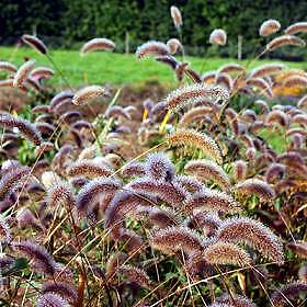 Millet Ornamental Caramel 500 seeds