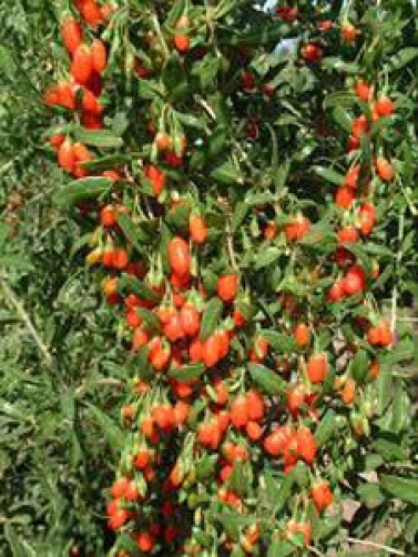Lycium barbarum Wolfberries Goji berries 20 seeds cleaned for planting