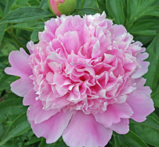 1 Sarah Bernhardt Double Peony Live Perennial Pink Flower Root Bulb Plant