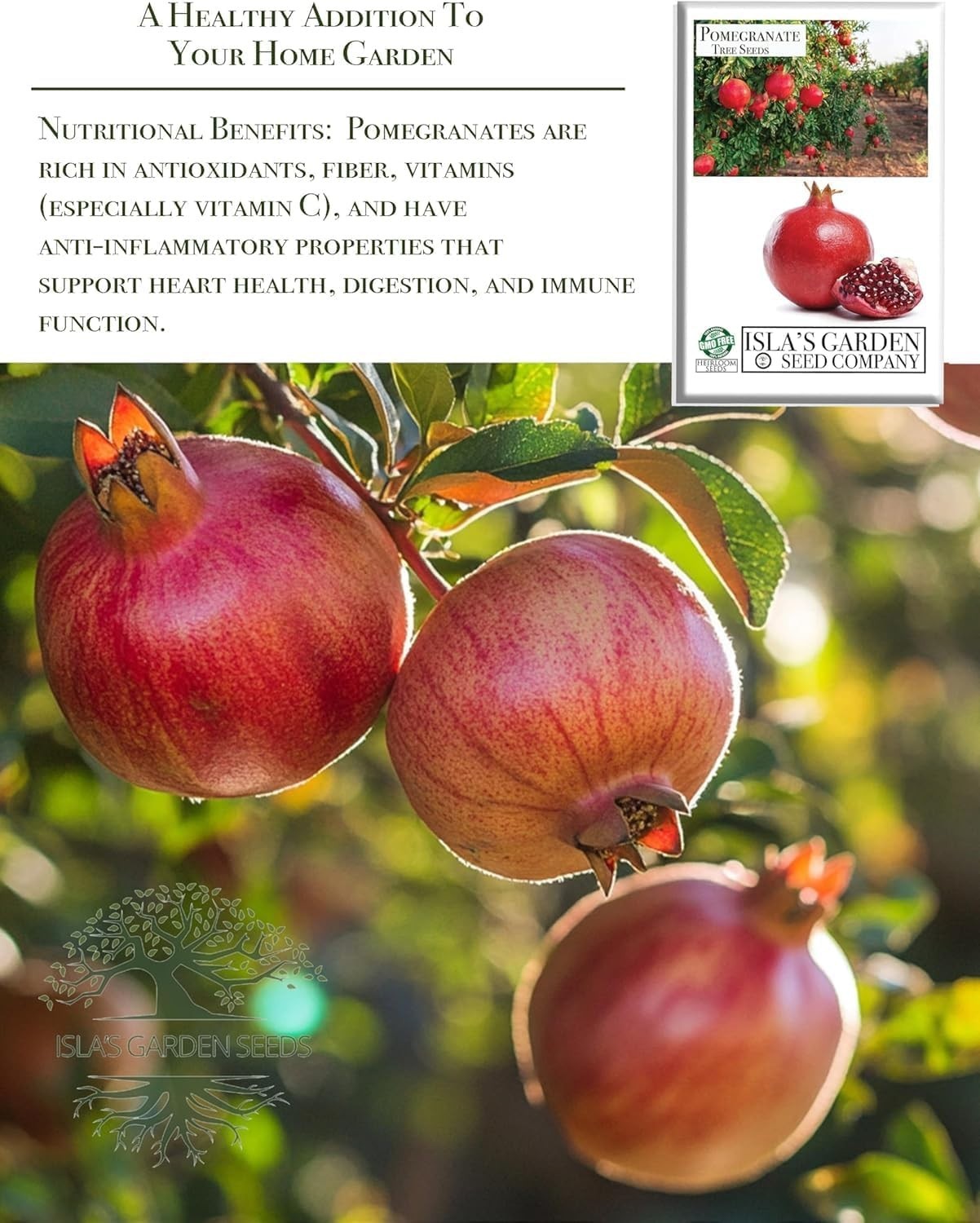 Pomegranate Tree Seeds Punica granatum – 30+ Non-GMO Fruit Tree Seeds for Pla…