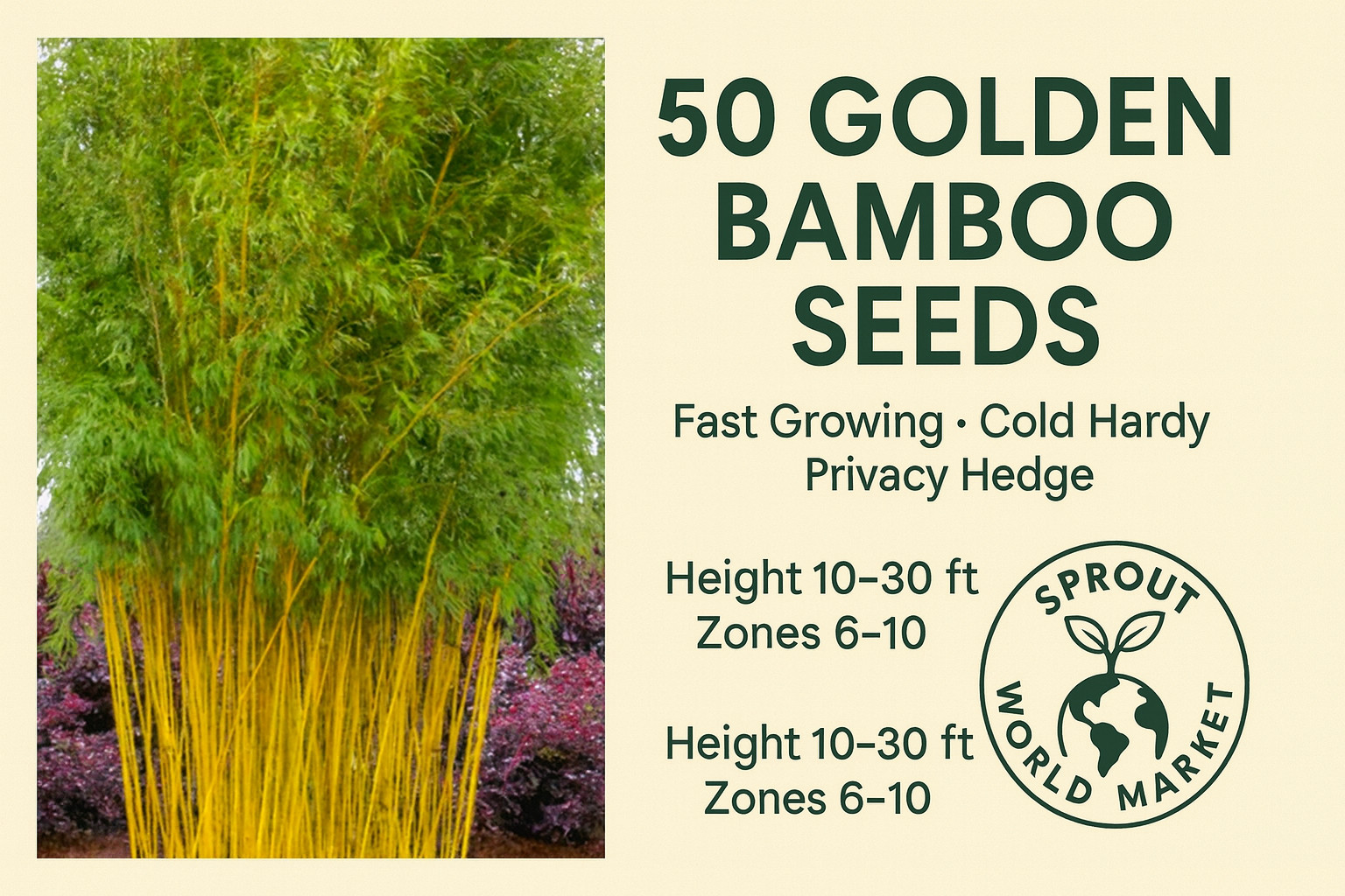 50 Golden Bamboo Seeds | Fast Growing | Cold Hardy | Privacy | USA Seller