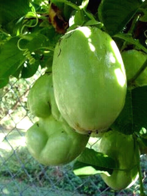 50 GIANT GRANADILLA SEEDS (Passiflora quadrangularis) Passionfruit Flower Plant