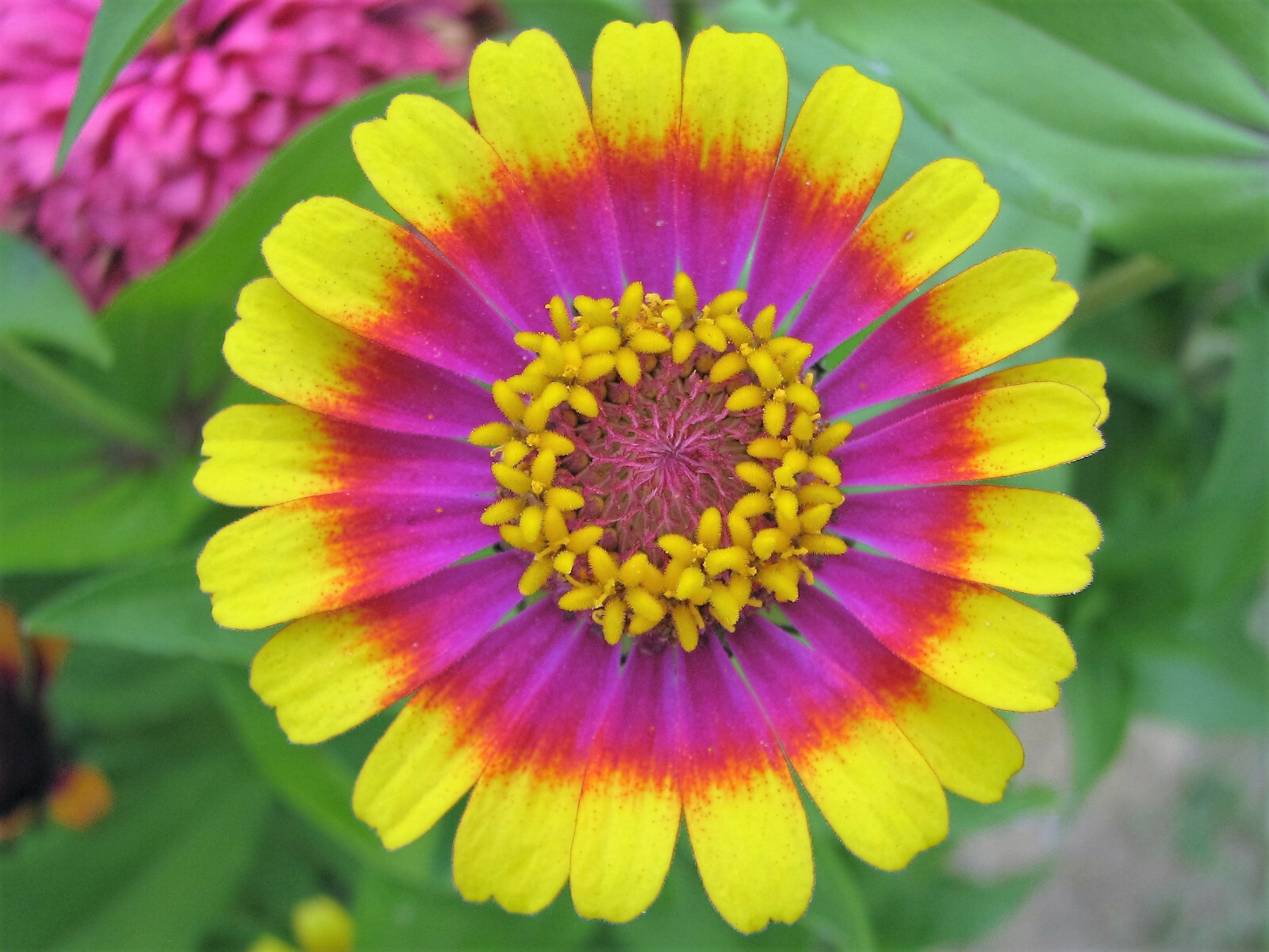 50 CAROUSEL MIX ZINNIA Elegans Carrousel Whirligig Mixed Colors Flower Seeds