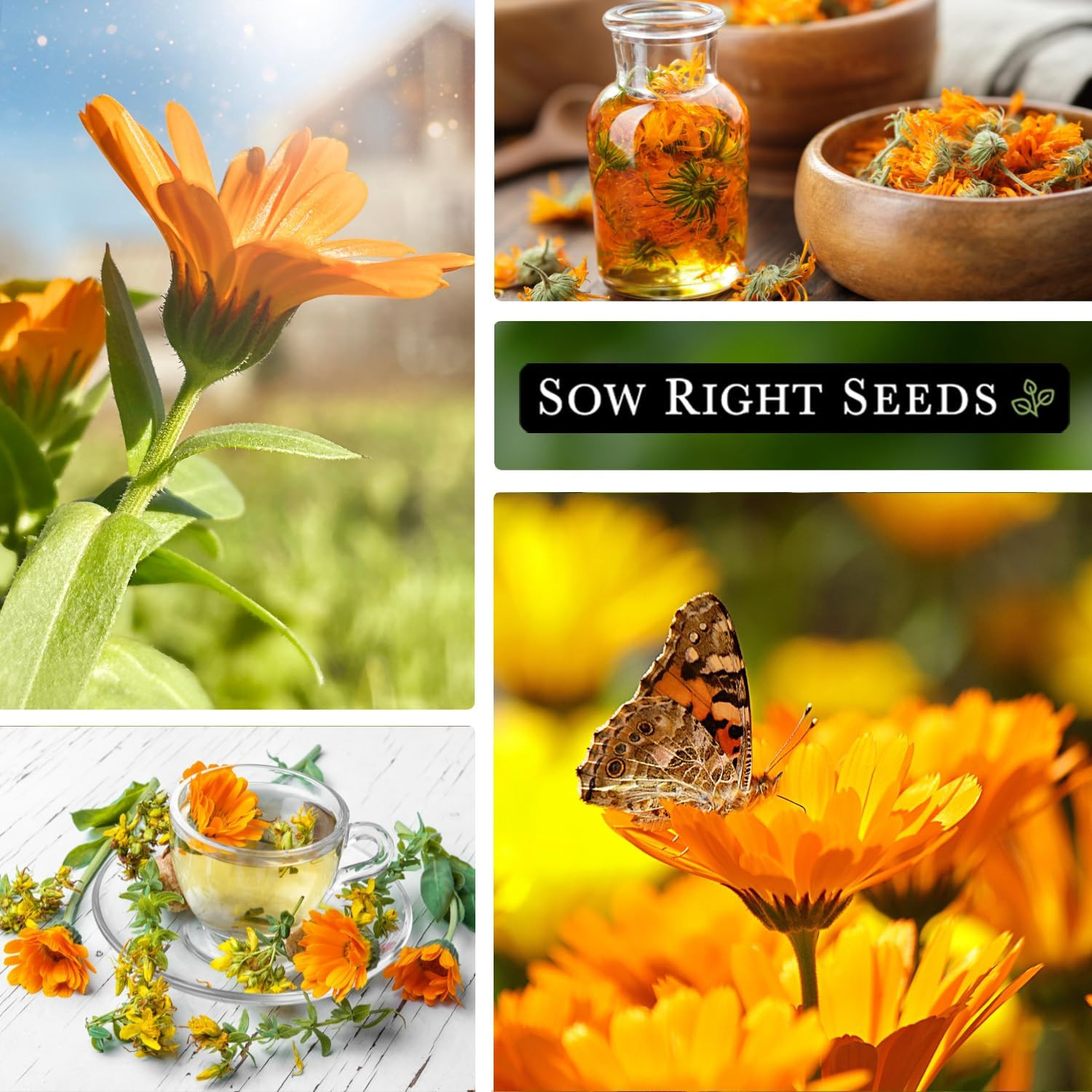 – Bulk Ball’s Orange Calendula Seeds for Planting – 1 Ounce, 2800 Seeds – Non-GM