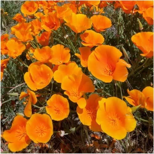 Orange California Poppy Seeds For Planting (Eschscholzia californica)