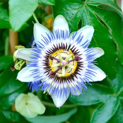 50+Perennial Passiflora Caerulea Passion Flower Seeds for Planting Outdoor