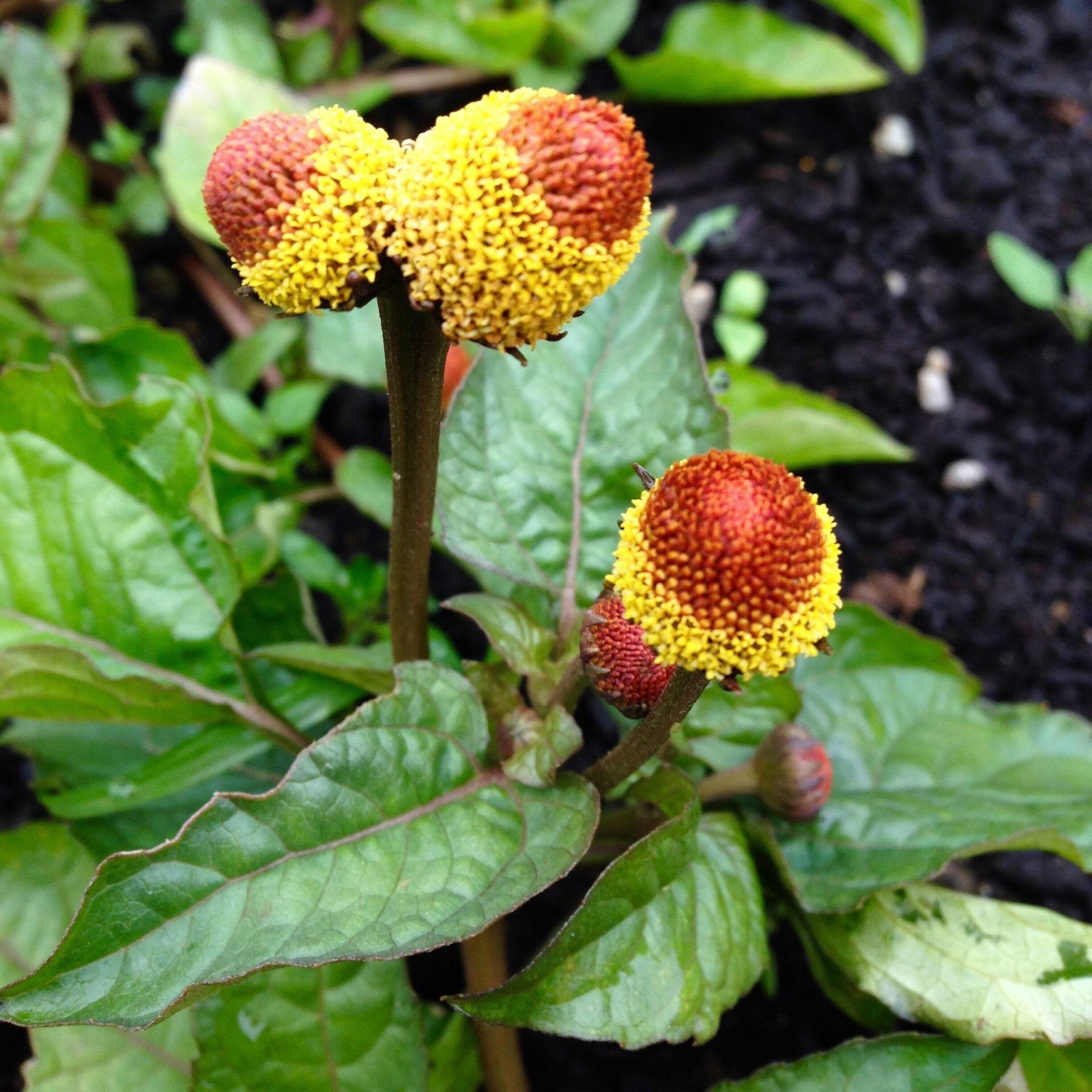 Spilanthes Seeds, Toothache Plant (Acmella oleracea) ~Traditional Herb Garden