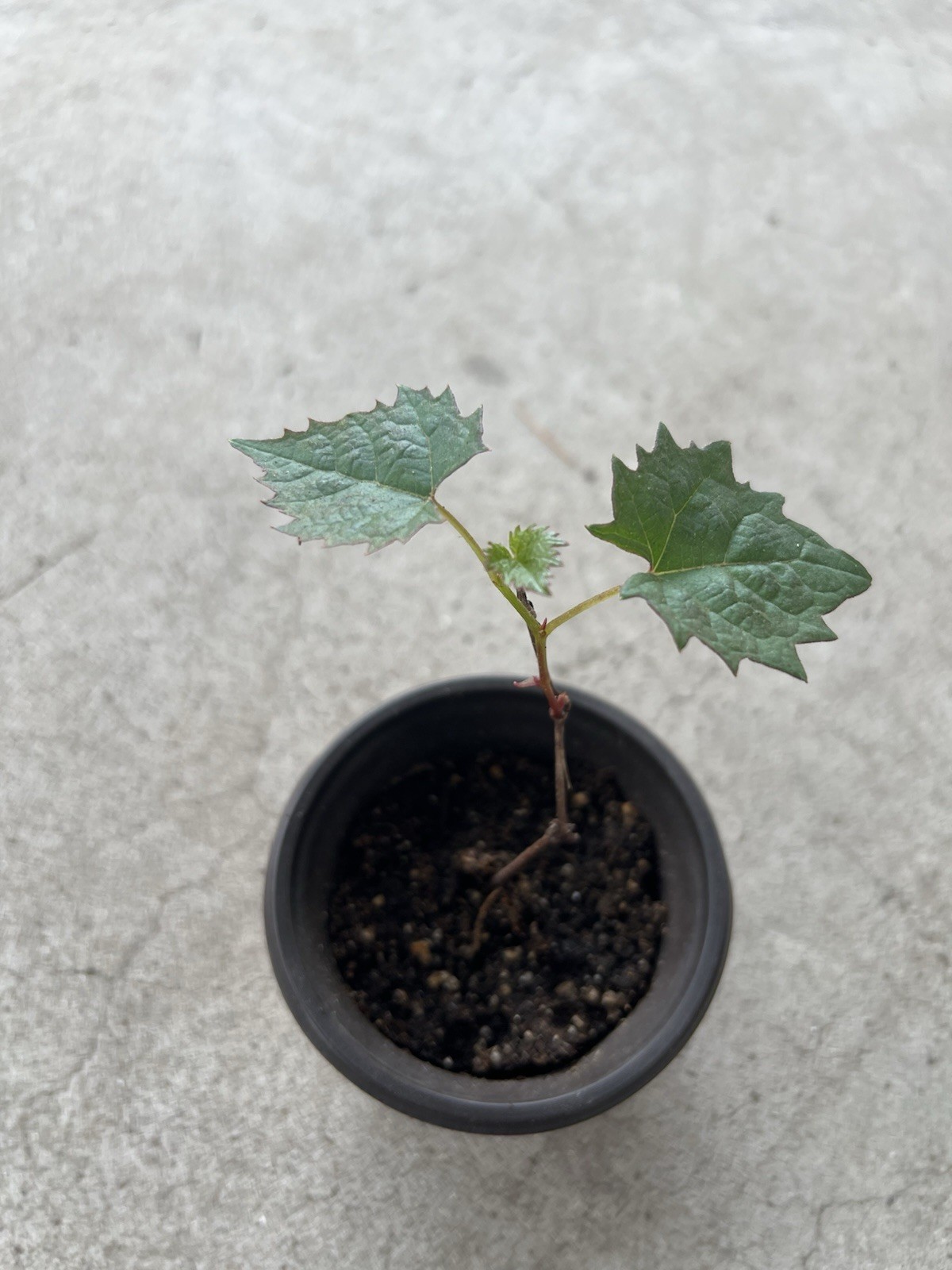 Kyoho Grape Starter Plant Seedling Live Plant Ready To Plant