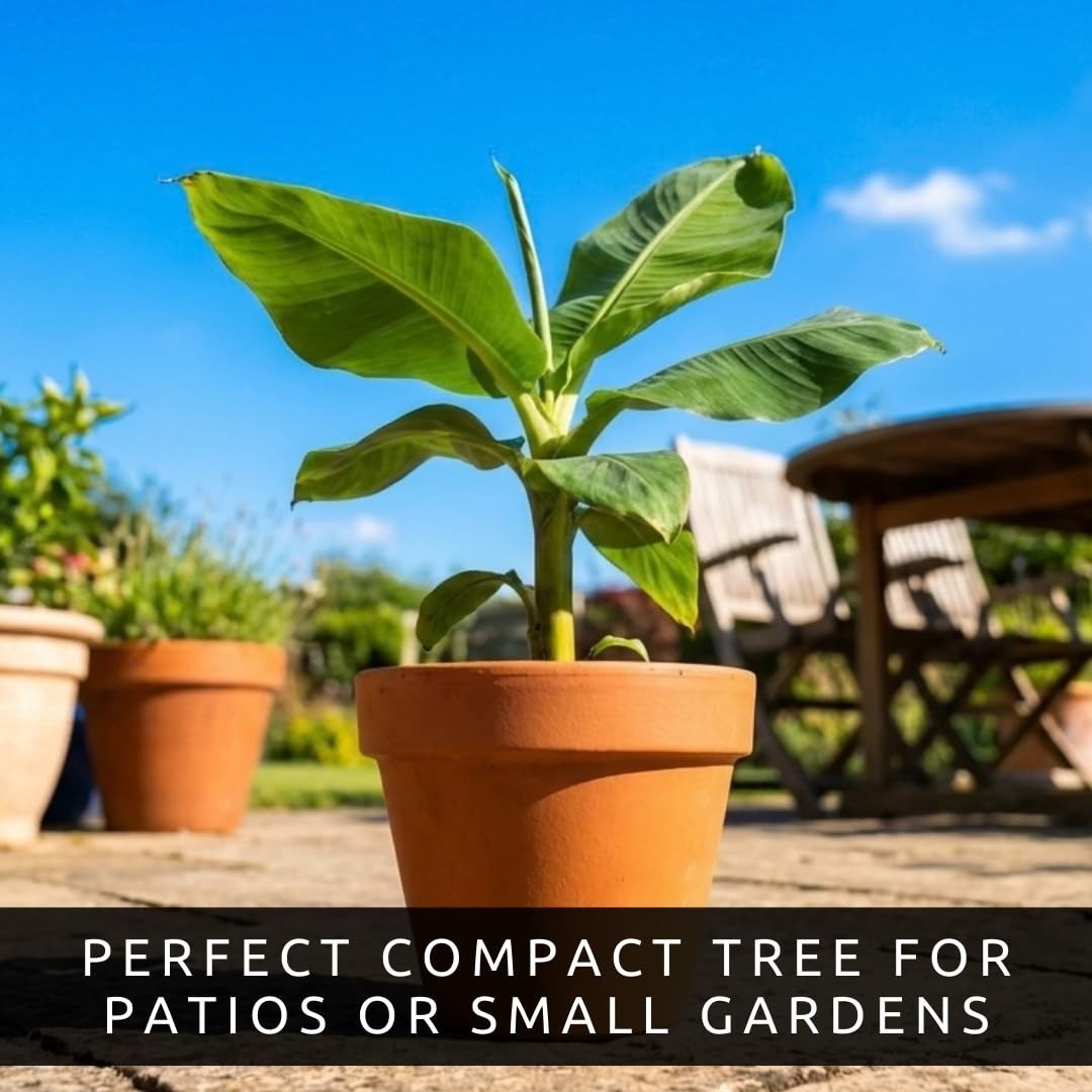 Dwarf Banana Seeds – Non-GMO Tropical Fruit for Indoor/Outdoor Growing – 30 Seed