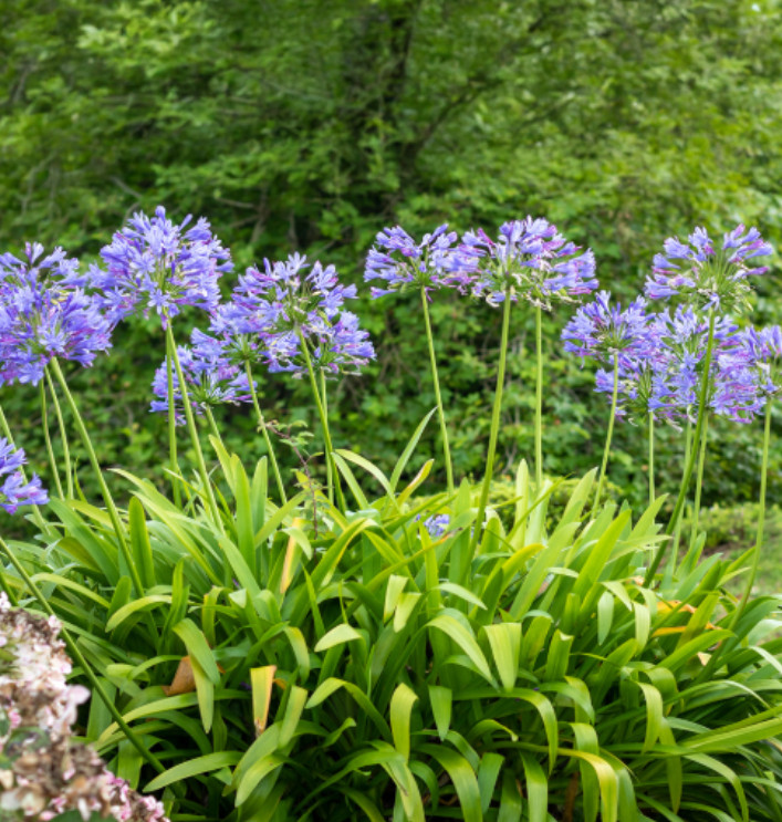 Agapanthus African Blue Plant – 3-6″ Tall – Blue Lily of the Nile for Gardens