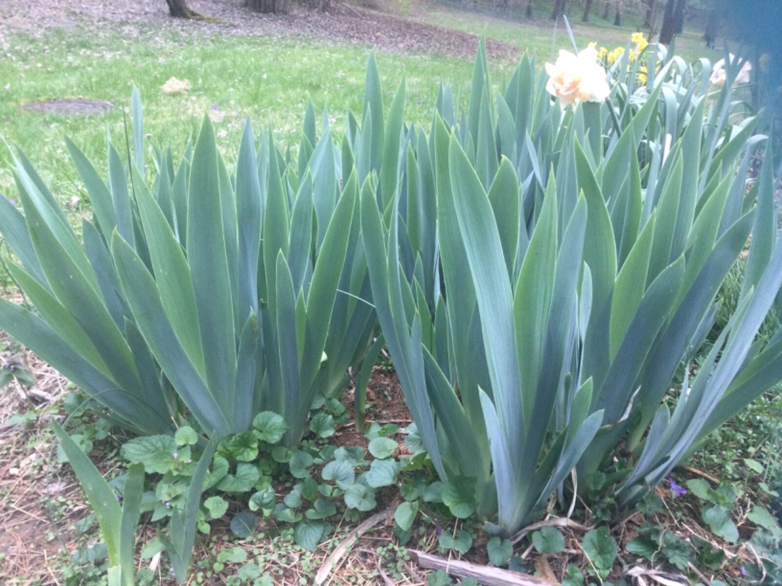 Fresh Dug- 3 XL Mature- Bloom Now- Tall Bearded Lavender Iris Rhizomes