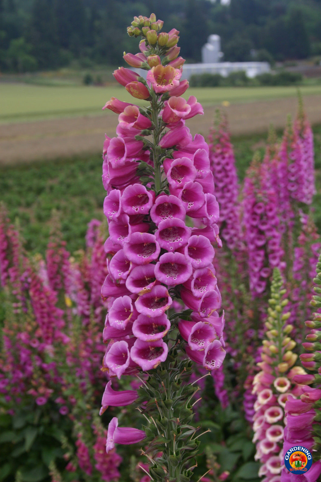 1oz FOXGLOVE Flower Seeds Digitalis Purpurea Lady’s Glove Mixed colors 295,000