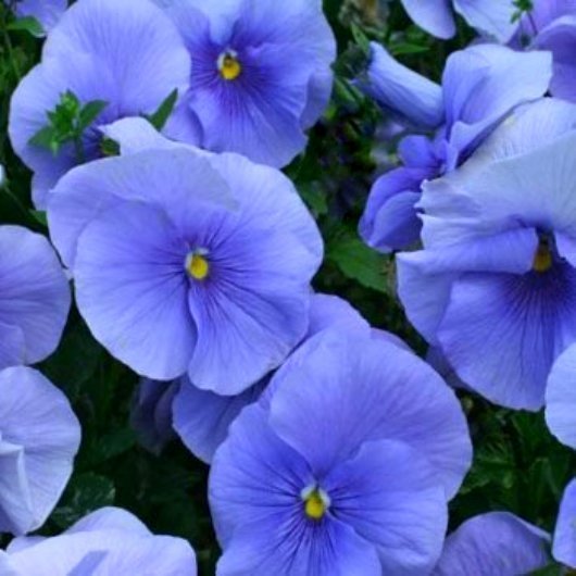 Blue Pansy Seeds, Blue Viola Seeds, Blue Pansies, Heirloom Non-Gmo Seeds, 50ct