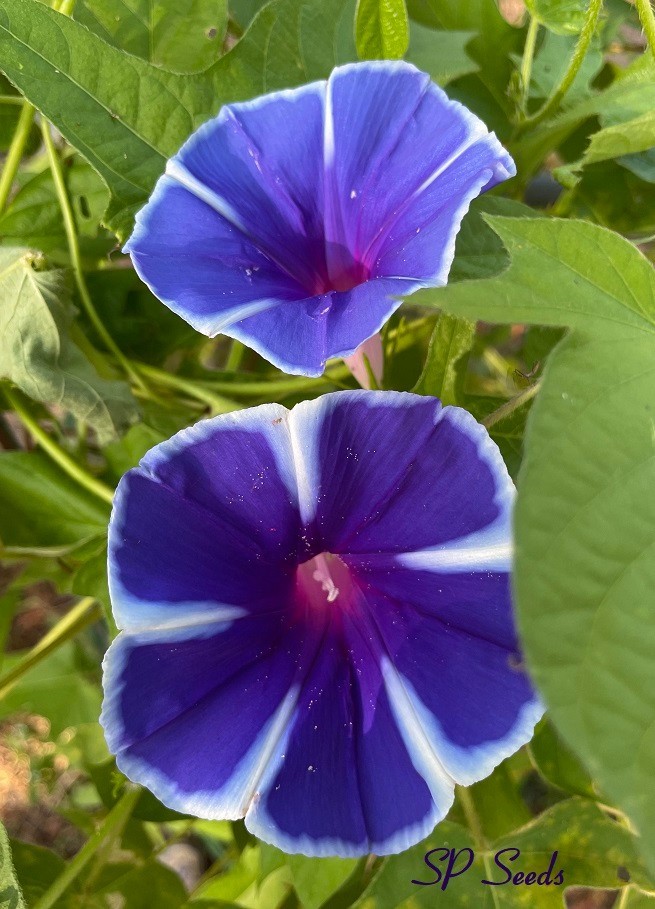Blue Horizon – Japanese Morning Glory – ipomoea NIL – 6 seeds – NEW