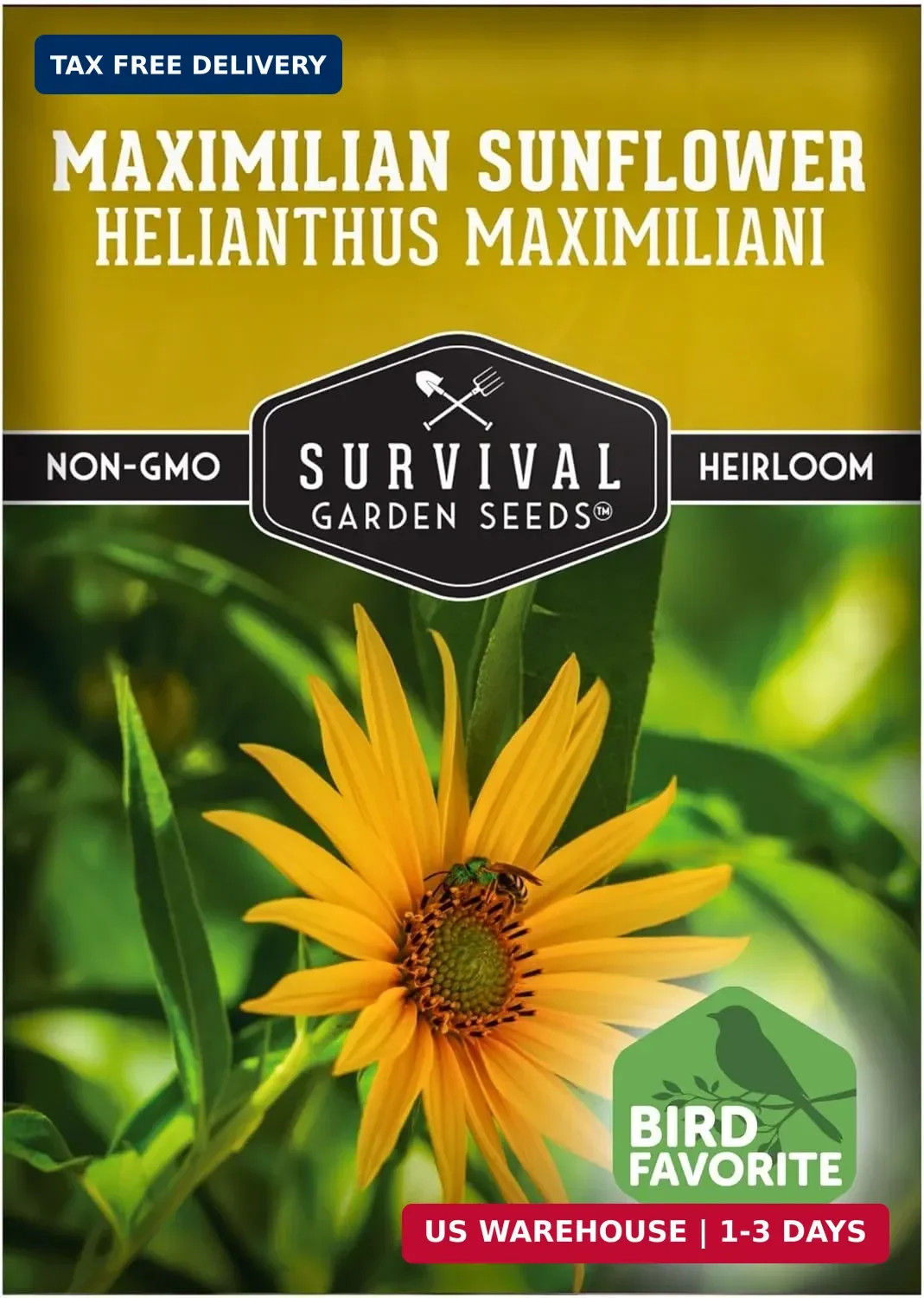 Maximilian Sunflower Seeds for Planting (Helianthus maximiliani) | 10-Foot Prair