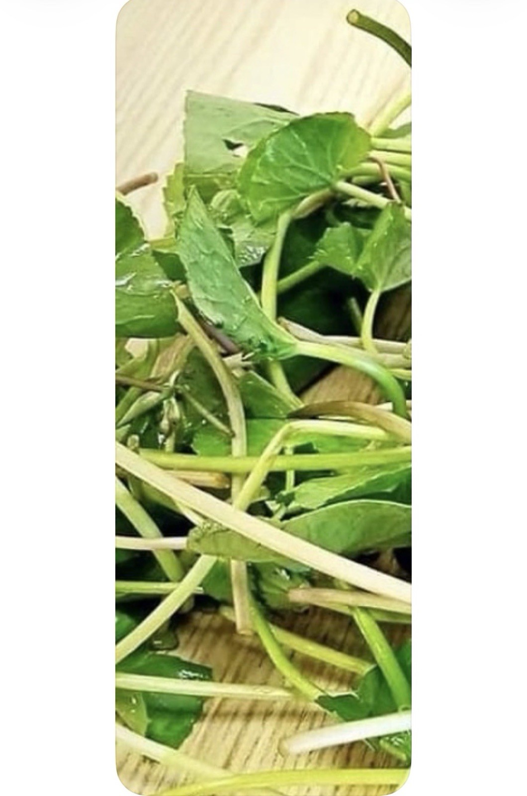 500+ Pennywort Seeds, Gotu Kola , Centella asiatica, Rau Ma seeds, Asian Vegies