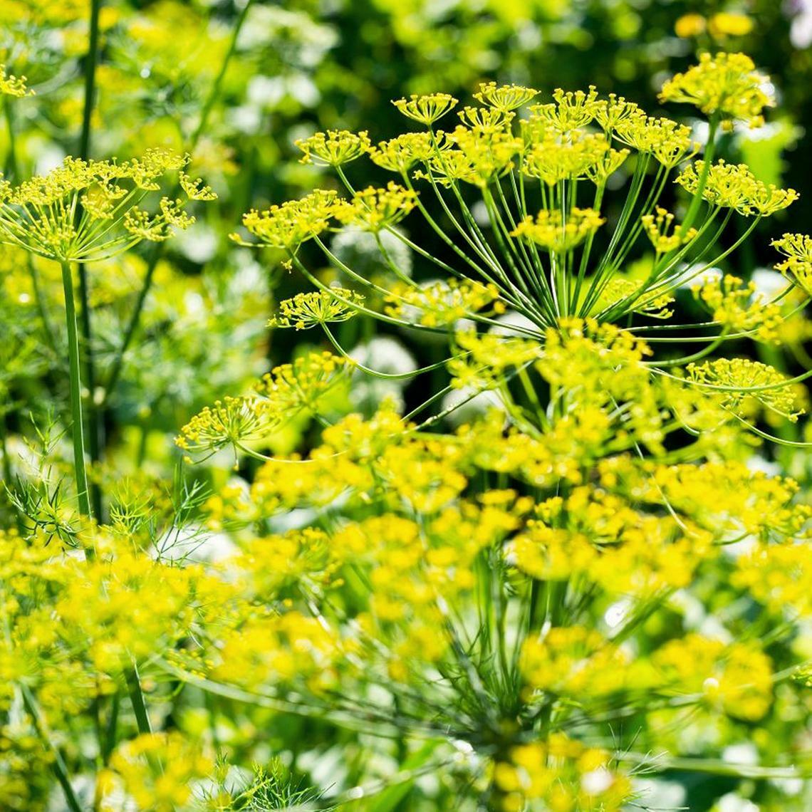 Dill Bouquet Seeds Heirloom NON-GMO Easy Grow Herb Size: 50,100,200,500,1000