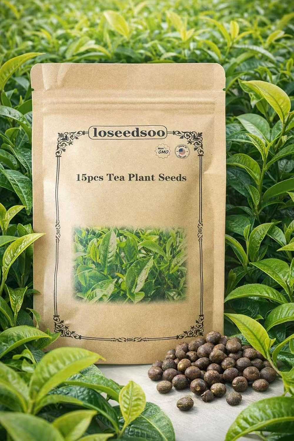 15 Tea Plant Seeds (Camellia Sinensis) – Tea Tree Seeds for Planting, Grow Your