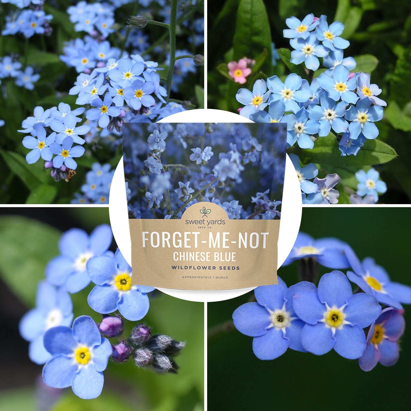 5500 PCS Blue Forget Me Not Wildflower Seeds Cynoglossum Amabile Packet