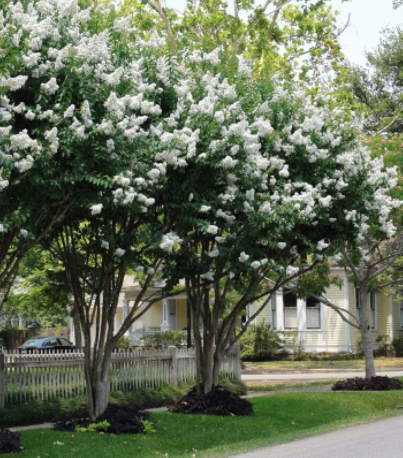 20 White Crepe Myrtle Seeds