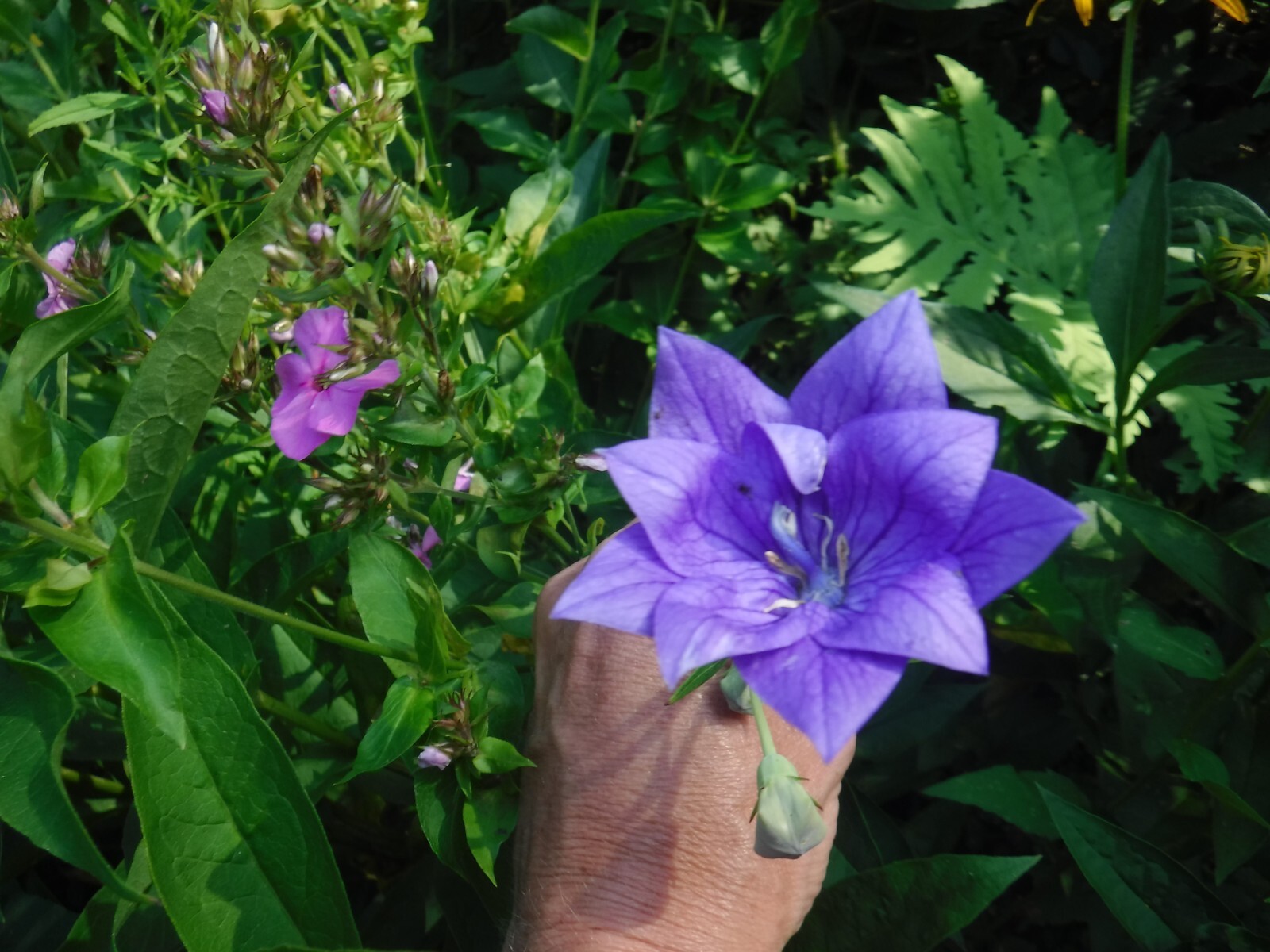 Platycodon grandiflorus, Balloon flower mix 35+ perennial seed