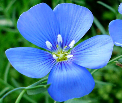 FLAX BLUE ANNUAL ORGANIC Linum Usitatissimum – 1,000 Seeds