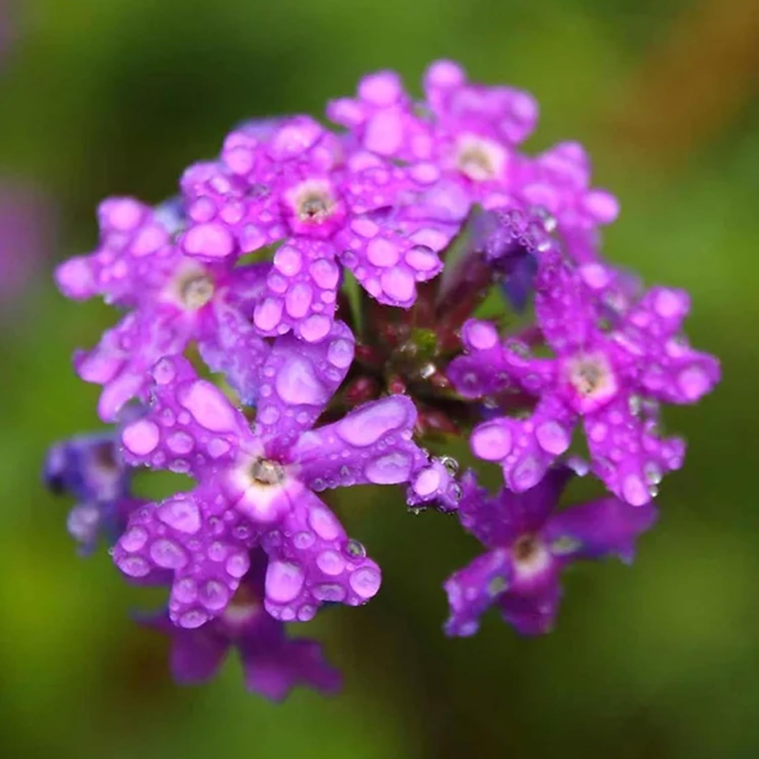 Perennial Purple Moss Verbena Seeds – 1000 Count for Stunning Ground Cover