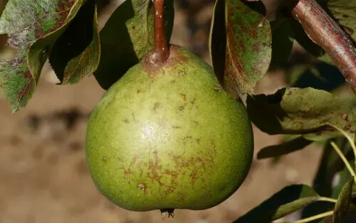 25+ Old Home Pear Seeds for Garden Planting – USA – FREE SHIPPING!