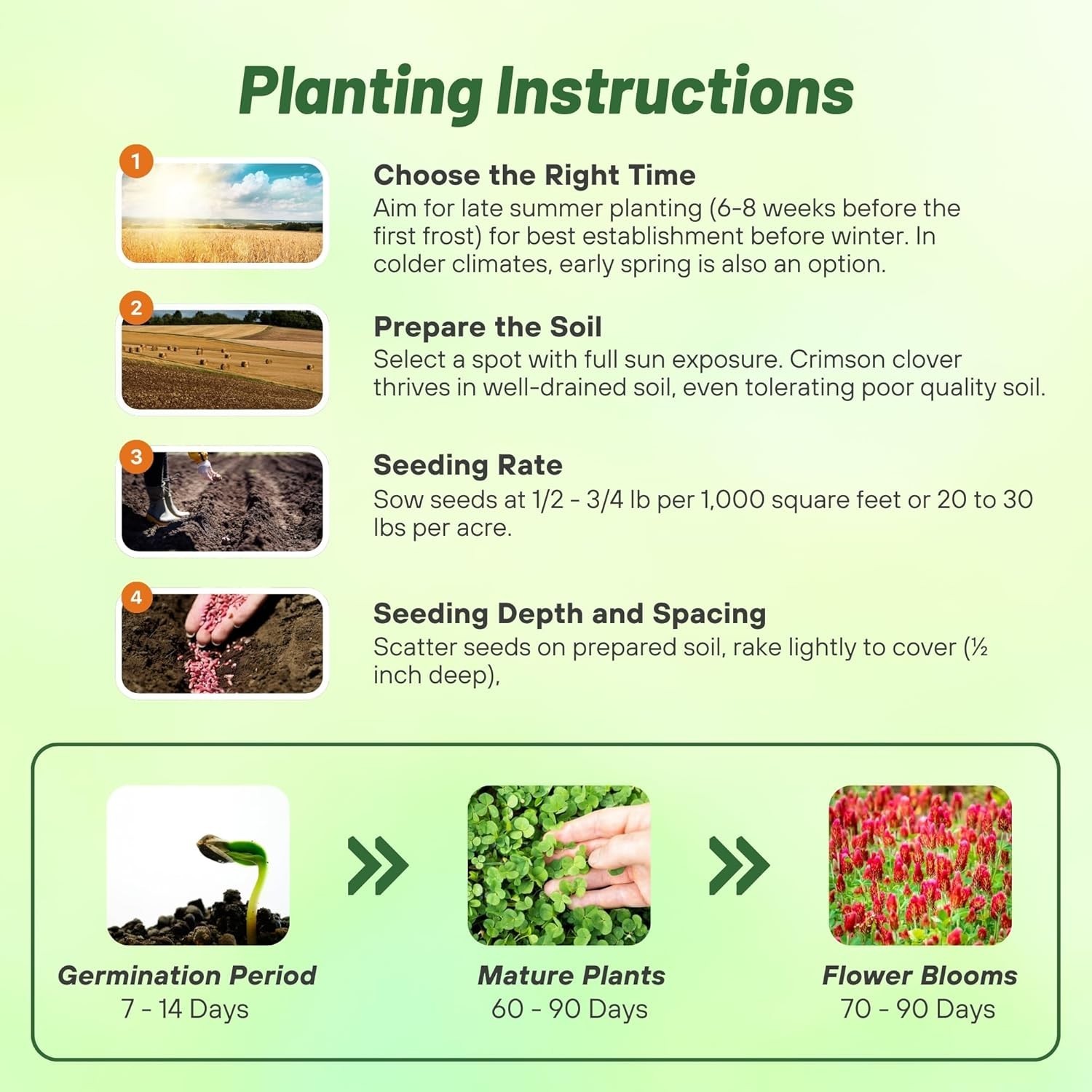 Crimson Clover Seeds – 10 lbs Nitrocoated, Perfect for Lawns & Soil Enrichment