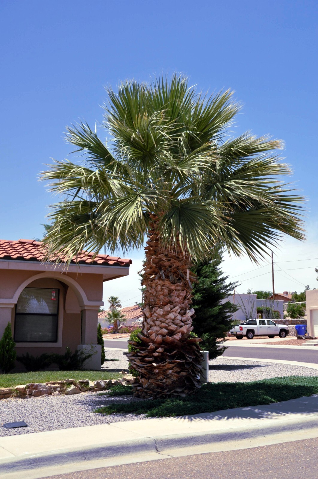 CALIFORNIA DESERT FAN PALM TREE SEEDS (Washingtonia Filifera) Cold Hardy-Zone 8