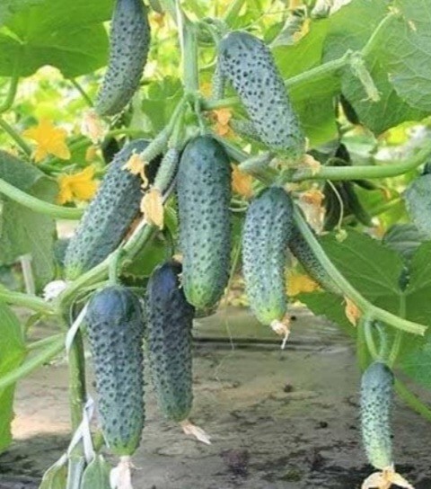 50 Cucumber Seeds Spacemaster, NON-GMO, Compact Crawling all over the fence
