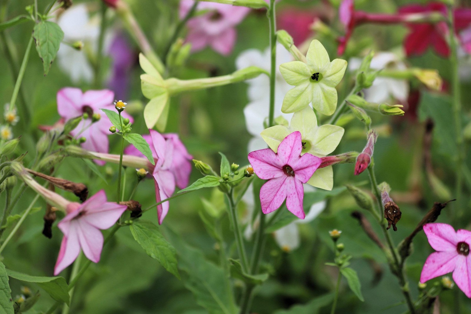 100 MIXED COLORS NICOTIANA Alata (Ornamental Flowering Tobacco) Flower Seeds