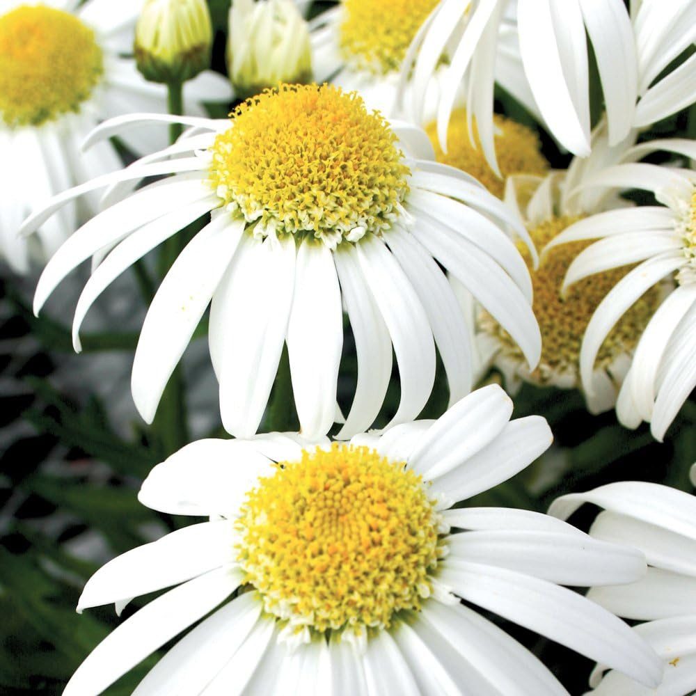 Alaska Shasta Daisy Seeds 300 Seeds