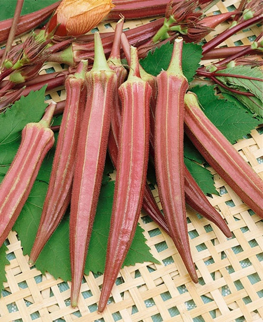 100+ Jing Orange Okra Seeds –—– Heirloom — Organic — FRESH —– RARE