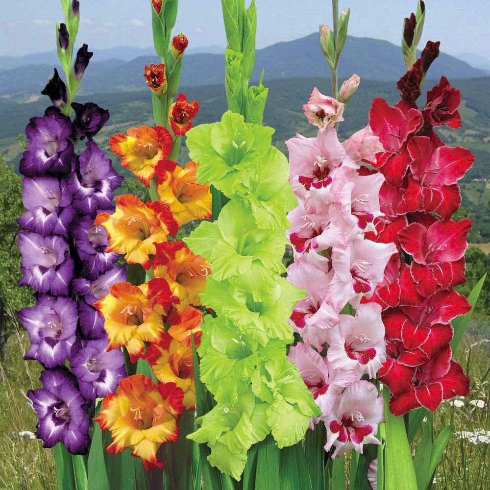5 Giant Gladiolus Mixed color Collection Bulbs/Corms **Spring Planting