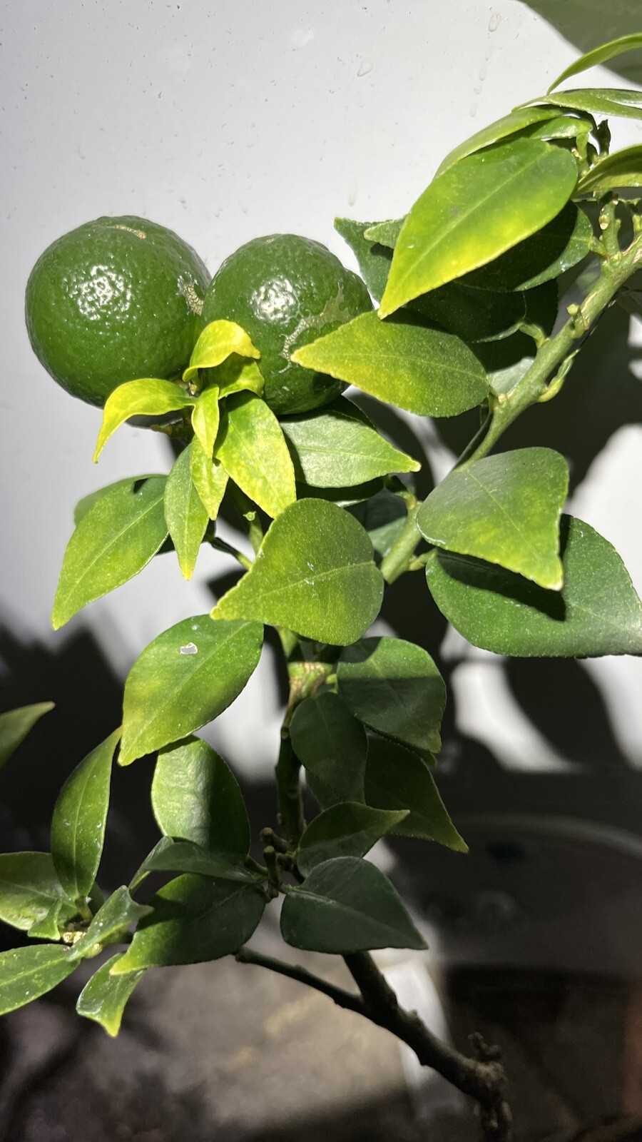 Myrtle Leaf Orange 14-20” tall (Citrus myrtifolia) Chinotto 2.5″ Pot Size