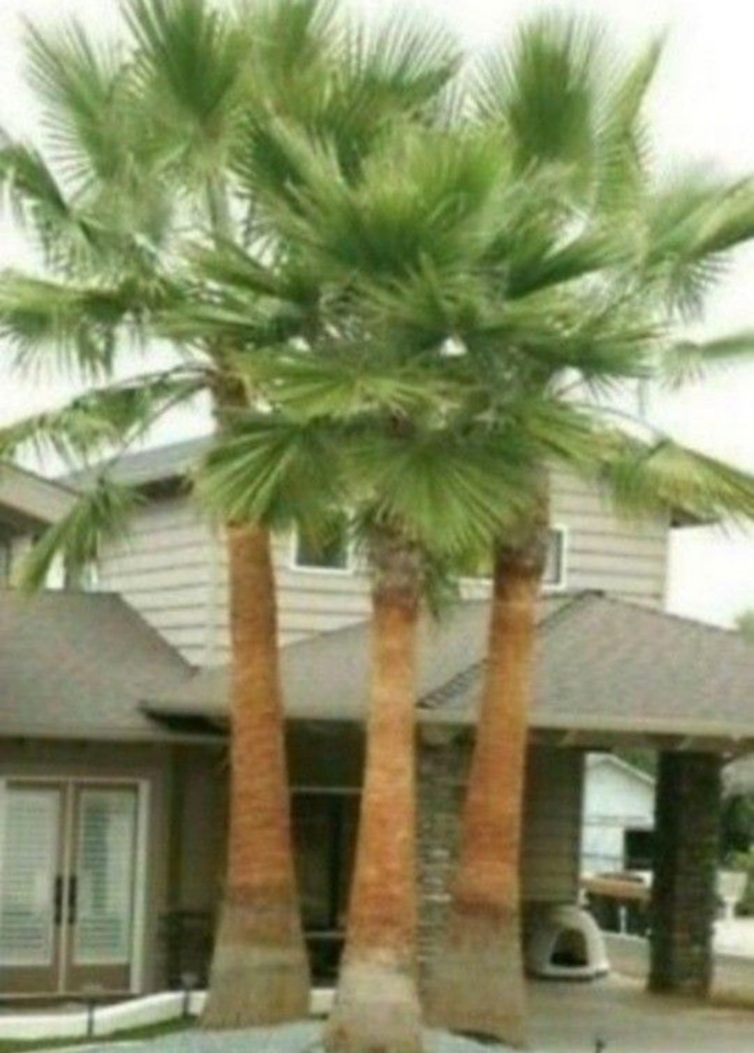 FAST-GROWING Mexican Fan Palm Tree (Washingtonia Robusta) Seeds (10+ Total)!