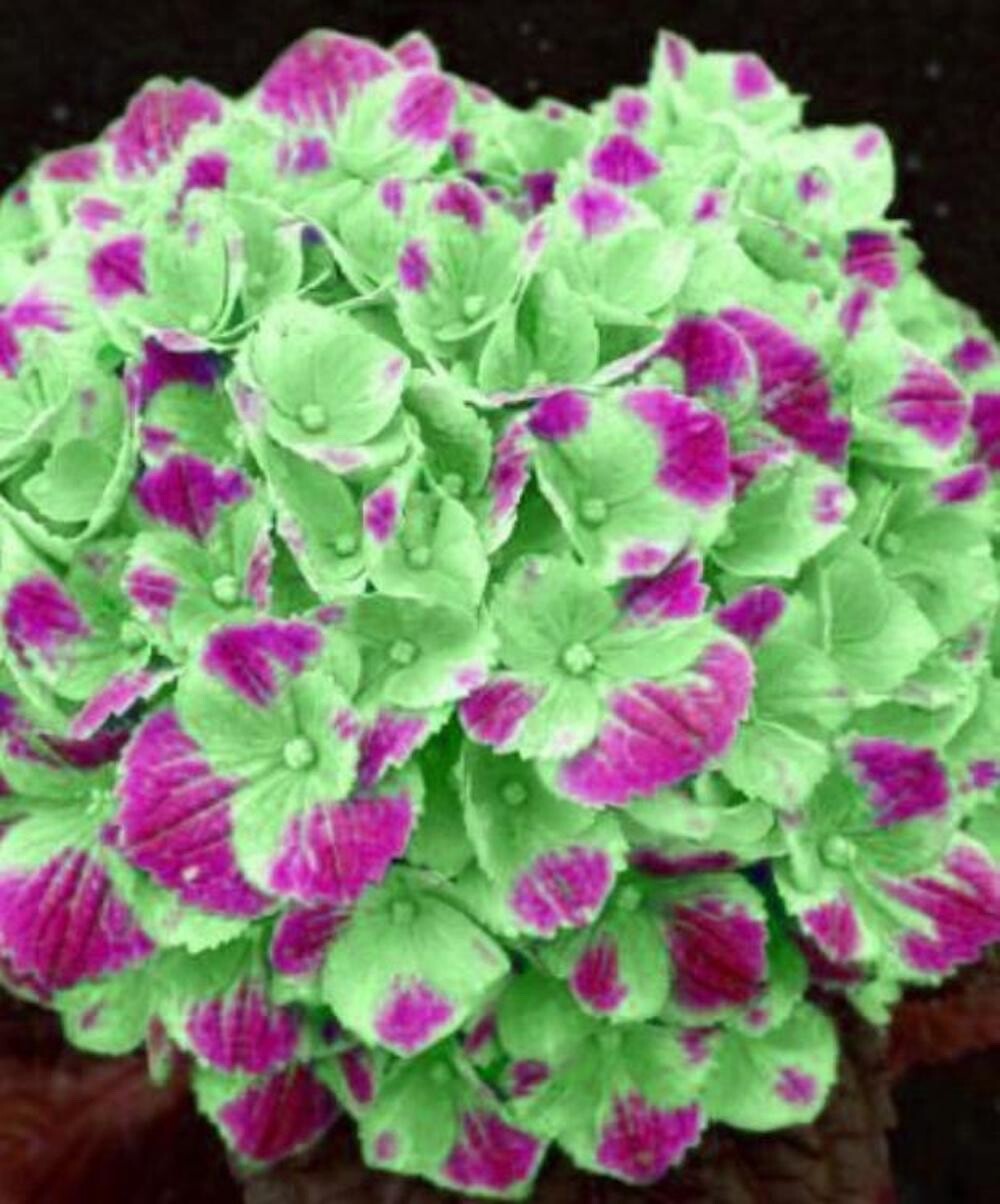20 SEEDS for Green/Pink HYDRANGEA RARE flower exotic bush plant USA Seller 11B