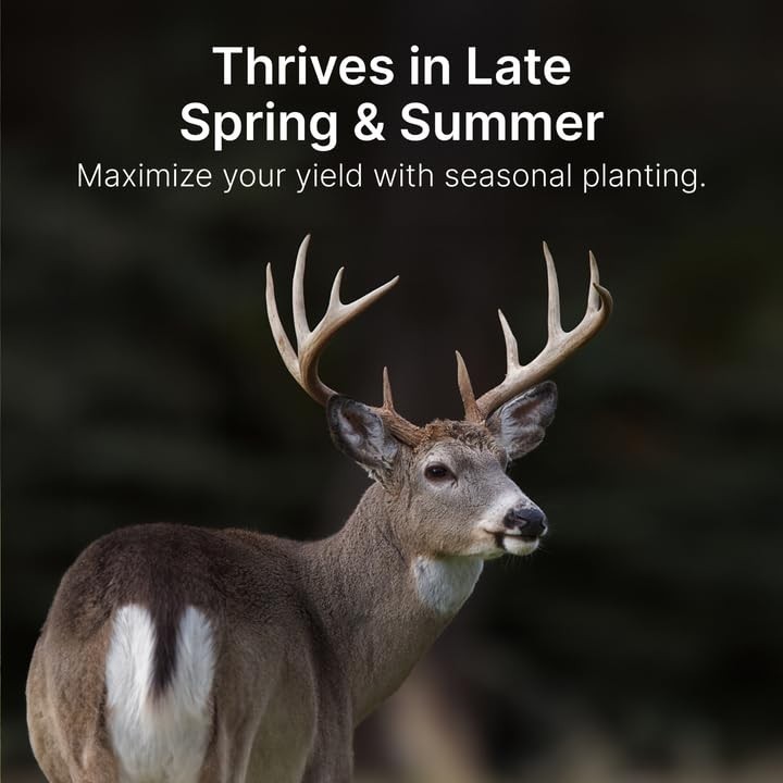 Sorghum Seeds for Planting – Drought Resistant Grain Food Plot for Deer & Birds,