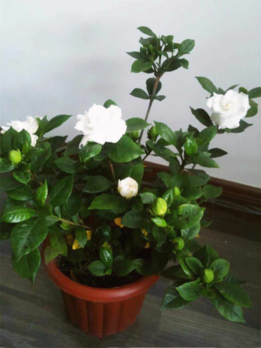 20 SEEDS GARDENIA for germination blossom flowering bud bloom exotic garden bed