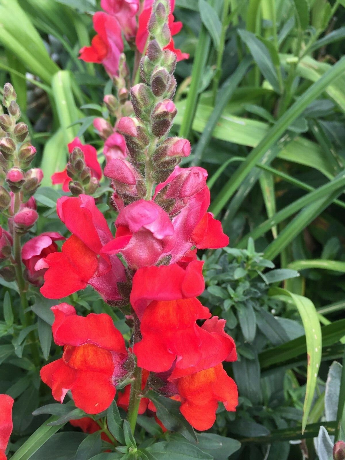300 seeds Snapdragon Deep Orange Flame Annual + gift