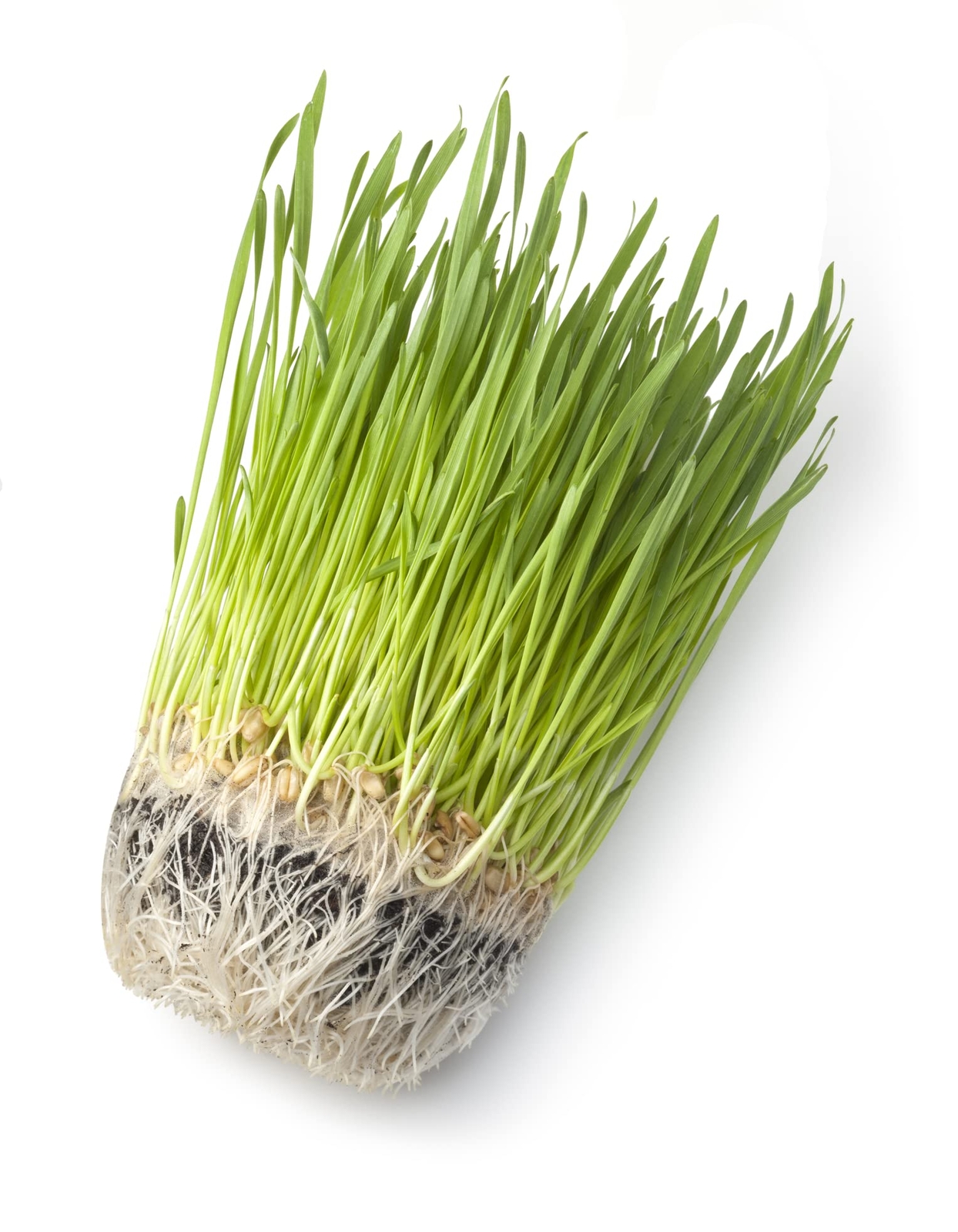 Wheatgrass Seeds; Hard Red Winter Wheat, Non-GMO, Chemical Free, High Germinatio