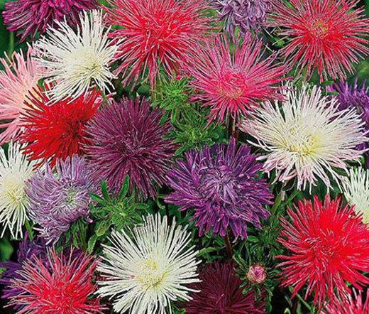 ASTER NEEDLE UNICUM MIXED COLORS Callistephus Chinensis – 200 Bulk Seeds