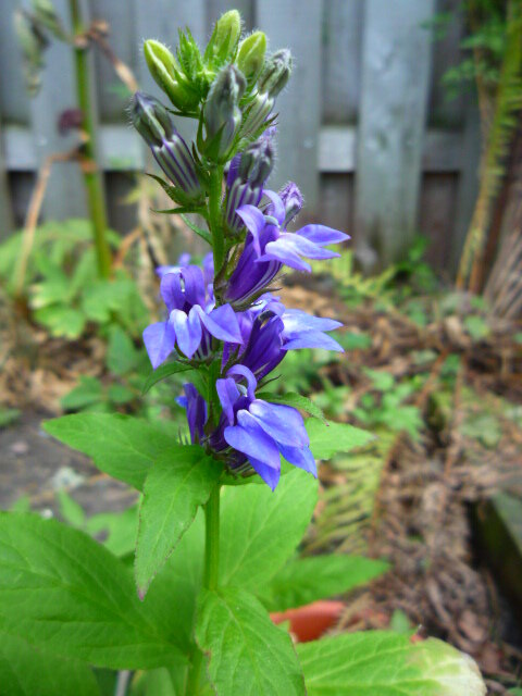 Great Blue Lobelia seeds