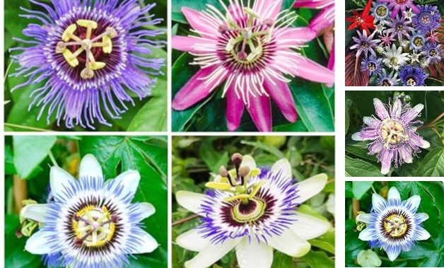 50+Perennial Passiflora Caerulea Passion Flower Seeds for Planting Outdoor