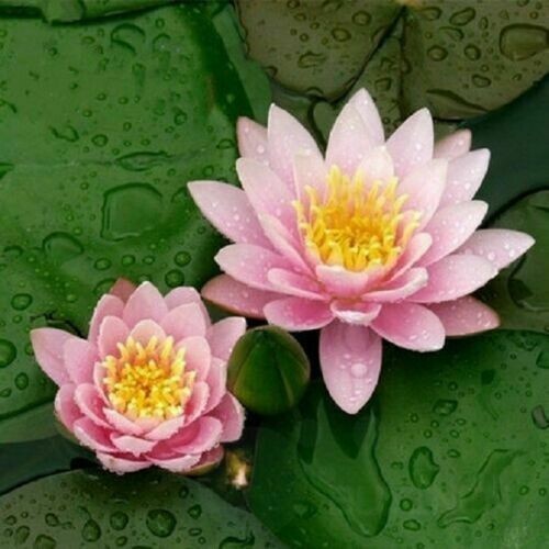 Sacred Lotus {Nelumbo nucifera} Organic 5 SEEDS USA POST